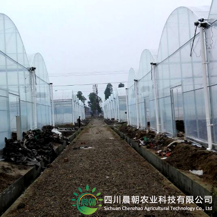 2026年靠谱的单栋薄膜温室大棚高评价厂家推荐-四川晨朝农业科技有限公司